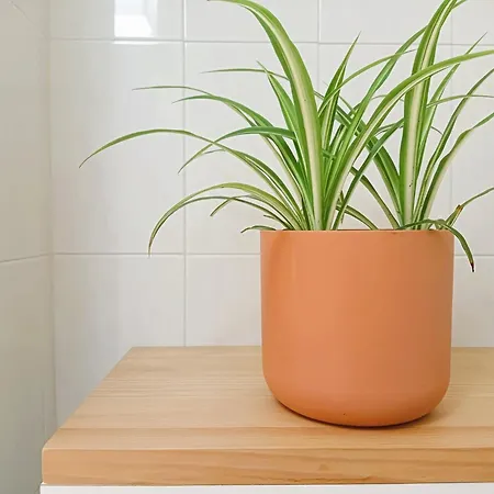 La Maceta * Vilagarcia de Arousa