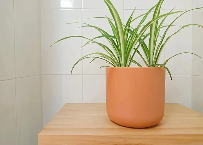 La Maceta * Vilagarcia de Arousa